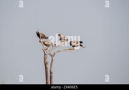 Des vautours égyptiens perchés sur un arbre à l'intérieur de la réserve de conservation de Jorbeer à la périphérie de Bikaner, Rajasthan, lors d'un safari animalier Banque D'Images