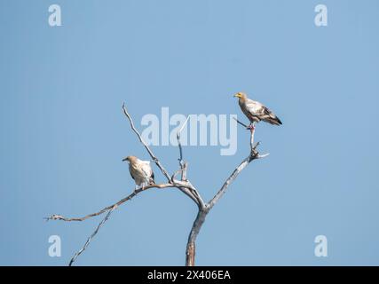 Des vautours égyptiens perchés sur un arbre à l'intérieur de la réserve de conservation de Jorbeer à la périphérie de Bikaner, Rajasthan, lors d'un safari animalier Banque D'Images