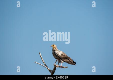 Des vautours égyptiens perchés sur un arbre à l'intérieur de la réserve de conservation de Jorbeer à la périphérie de Bikaner, Rajasthan, lors d'un safari animalier Banque D'Images