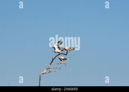 Des vautours égyptiens perchés sur un arbre à l'intérieur de la réserve de conservation de Jorbeer à la périphérie de Bikaner, Rajasthan, lors d'un safari animalier Banque D'Images