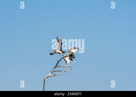 Des vautours égyptiens perchés sur un arbre à l'intérieur de la réserve de conservation de Jorbeer à la périphérie de Bikaner, Rajasthan, lors d'un safari animalier Banque D'Images