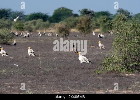 Un groupe de vautours égyptiens perché au sommet d'une branche d'arbre à l'intérieur de la zone de conservation de Jorbeer lors d'un safari animalier Banque D'Images