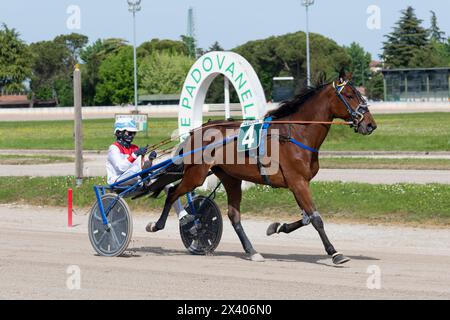 Cheval numéro 4 et le jockey en sulky sur la piste de Padovanelle à padoue, en italie pendant les tours d'échauffement avant la course de trot Banque D'Images