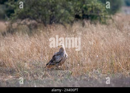 Un groupe de vautours égyptiens perché au sommet d'une branche d'arbre à l'intérieur de la zone de conservation de Jorbeer lors d'un safari animalier Banque D'Images