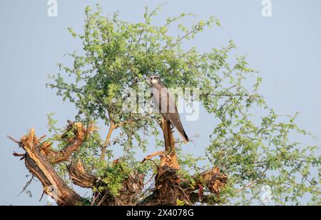 Un faucon laggar perché au sommet d'un arbre dans les prairies du sanctuaire de blackbuck tal chappar lors d'un safari animalier Banque D'Images