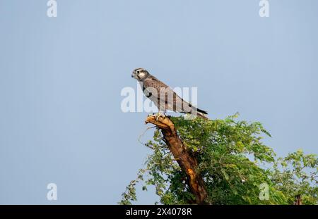 Un faucon laggar perché au sommet d'un arbre dans les prairies du sanctuaire de blackbuck tal chappar lors d'un safari animalier Banque D'Images