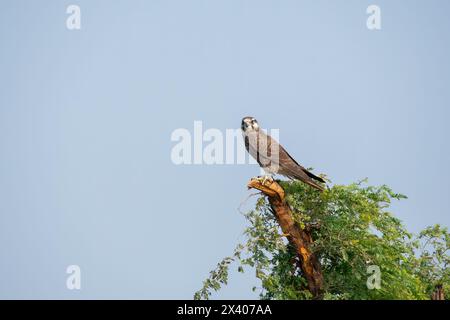 Un faucon laggar perché au sommet d'un arbre dans les prairies du sanctuaire de blackbuck tal chappar lors d'un safari animalier Banque D'Images