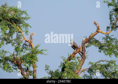 Un faucon laggar perché au sommet d'un arbre dans les prairies du sanctuaire de blackbuck tal chappar lors d'un safari animalier Banque D'Images