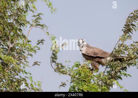 Un faucon laggar perché au sommet d'un arbre dans les prairies du sanctuaire de blackbuck tal chappar lors d'un safari animalier Banque D'Images