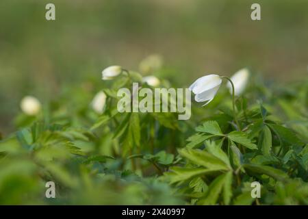 Anémone de bois de plante à floraison printanière précoce (anémone nemorosa). Gros plan photo de fleur d'anémone de bois (anémone nemorosa) dans une forêt. Arrière-plan bokeh. Banque D'Images