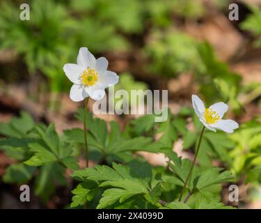 Anémone de bois de plante à floraison printanière précoce (anémone nemorosa). Gros plan photo de fleur d'anémone de bois (anémone nemorosa) dans une forêt. Arrière-plan bokeh. Banque D'Images