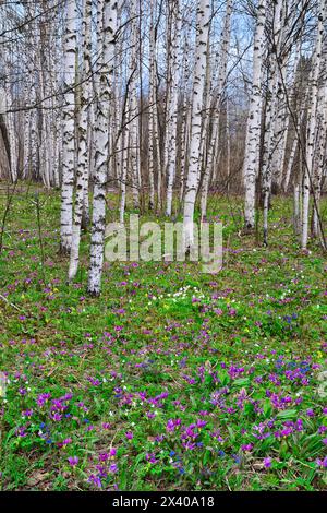 Paysage printanier pittoresque dans une bosquet de bouleaux avec un tapis coloré de fleurs sauvages : anémones blanches, fleurs violettes d'érythronium sibiricum, bleu Pulmonaria Banque D'Images