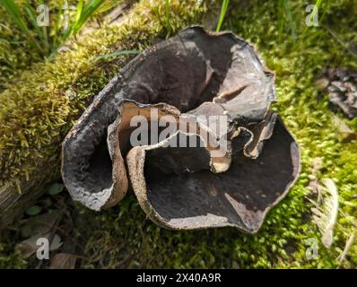 Aderiger Morchelbecherling (Flatschmorchel), Disciotis venosa, tasse d'eau de Javel, tasse de vernie, tasse de morille, vue de dessus, Sicht von oben Banque D'Images