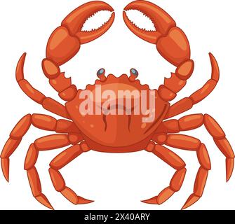 Crabe isolé sur fond blanc. Illustration de Vecteur