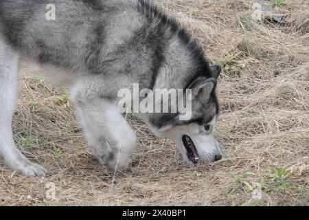 Un chien Malamute suit un parfum dans un champ Banque D'Images