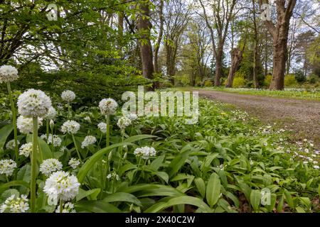 Drumstick Primula près de Woodland Path Banque D'Images