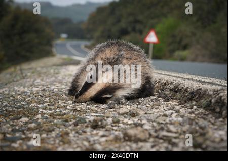 Blaireau européen (Meles meles) mort sur le bord de la route, Espagne. Banque D'Images