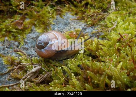 Grove escargot sur mousse à plumes striée commune, poussant sur un rocher Banque D'Images