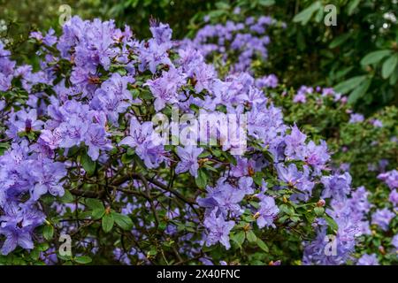 Rhododendron augustinii en pleine floraison au fur et à mesure que le printemps progresse Banque D'Images