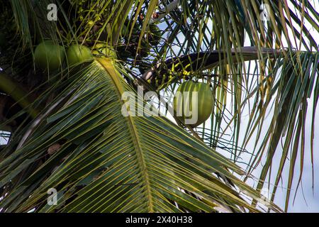 Plus proche cluster de noix de coco sur arbre de ciel de mer atmosphère lumineuse. Grappe de noix de coco sur le cocotier au Brésil Banque D'Images