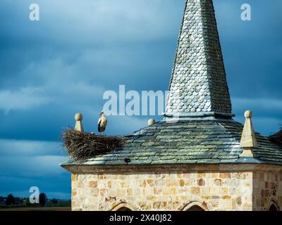 Nid de cigogne sur le toit d'une église à Zamora Banque D'Images