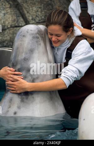 Jeune femme embrasse un béluga (Delphinapterus leucas) dans un aquarium. ; Mystic, Connecticut, États-Unis d'Amérique Banque D'Images