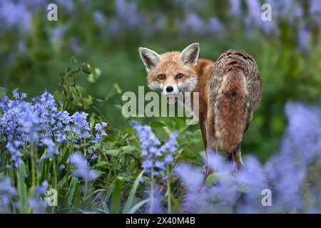 Gros plan d'un renard roux au milieu des bluebells au printemps Banque D'Images
