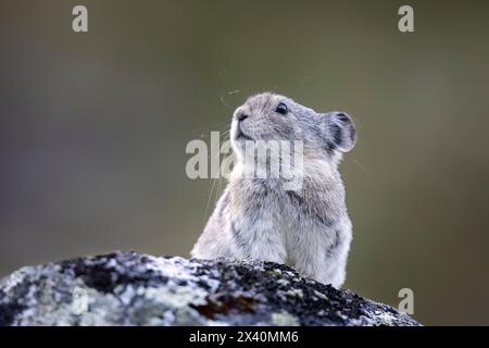 Portrait en gros plan d'un pika à col (Ochotona collaris) perché en alerte sur un rocher dans le col Hatcher du centre-sud de l'Alaska dans le Talkeetna Moun... Banque D'Images