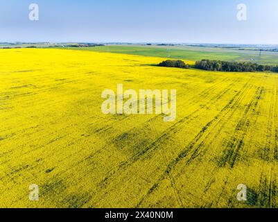 Vue aérienne d'un champ de canola fleuri entouré de champs verts de grains avec ciel bleu, à l'est de Langdon, Alberta, Canada ; Alberta, Canada Banque D'Images