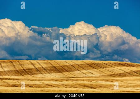 Champ de grains taillé roulant avec lignes de récolte et ciel bleu avec nuages de tempête ; Longview, Alberta, Canada Banque D'Images