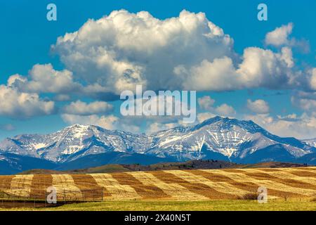 Champ de grains taillé roulant avec lignes de récolte et chaîne de montagnes dans le fond avec ciel bleu et nuages ; Longview, Alberta, Canada Banque D'Images