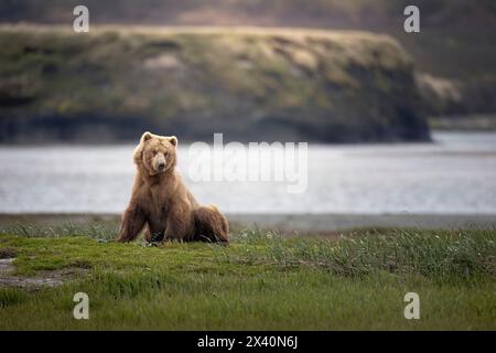 Un ours brun (Ursus arctos) frappe une pose réfléchie sur les plaines de la calèche près de la rivière McNeil ; Alaska, États-Unis d'Amérique Banque D'Images