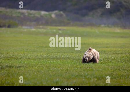 L'ours brun (Ursus arctos) fait une pause sur les plaines de calcaire près de la rivière McNeil, en Alaska. Les ours bruns se rassemblent dans la région chaque printemps et au début de l'été pour en nourrir ... Banque D'Images