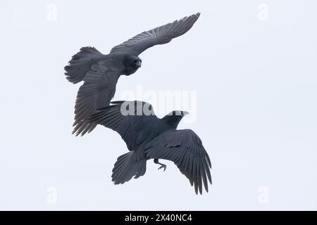 Les corbeaux communs (Corvus corax) jouent ensemble dans les airs ; Whitehorse, Yukon, Canada Banque D'Images