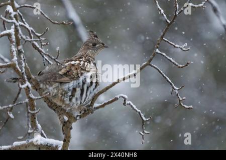 Le tétras de l'épinette (Canachites canadensis) se trouve dans un arbre pendant une chute de neige. Il est également connu sous le nom de tétras du Canada, poule épinette ou poule folle, et est un moyen... Banque D'Images