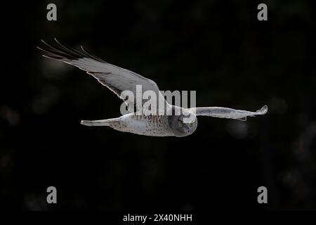 le harrier du Nord (Circus hudsonius), également connu sous le nom de faucon des marais ou faucon à queue annulaire, est un oiseau de proie. Il se reproduit dans toutes les parties nord o.. Banque D'Images