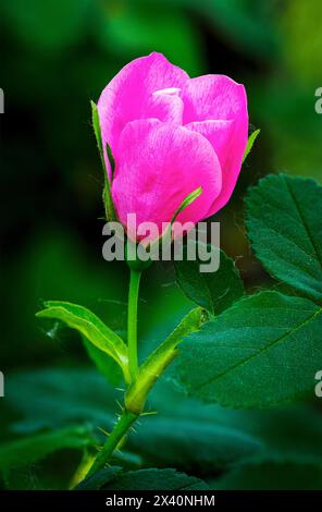 Détail en gros plan d'une rose sauvage (Rosa acicularis) pas complètement ouverte ; Calgary, Alberta, Canada Banque D'Images