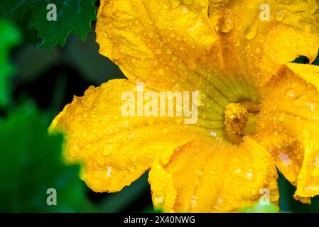 Gros plan extrême d'une fleur de courgettes (Cucurbita pepo) entièrement ouverte couverte de gouttelettes d'eau ; Calgary, Alberta, Canada Banque D'Images