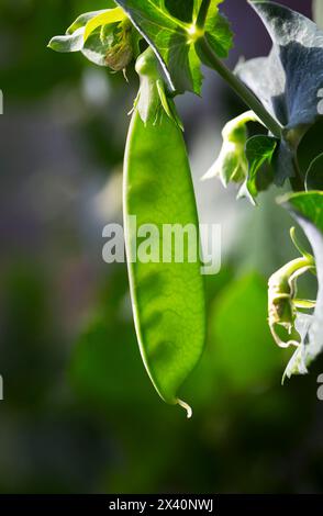 Gros plan d'un pois des neiges (Pisum sativum) poussant sur la plante dans un jardin ; Calgary, Alberta, Canada Banque D'Images