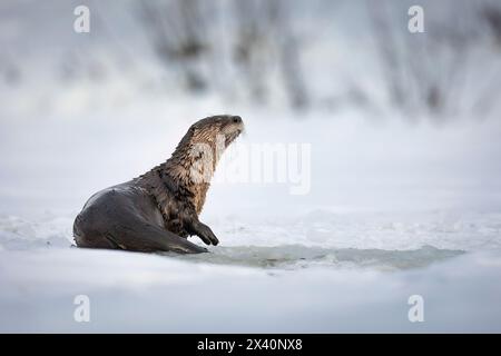 Portrait d'une loutre de rivière (Lutra canadensis) assise près d'un trou de pêche sur un lac de la région d'Anchorage. Les membres de la famille des belettes, les loutres attrapent... Banque D'Images