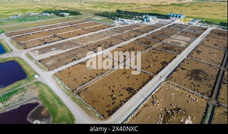 Vue aérienne d'un parc à bétail dans les Prairies canadiennes, à l'est de Langdon, Alberta, Canada ; Alberta, Canada Banque D'Images