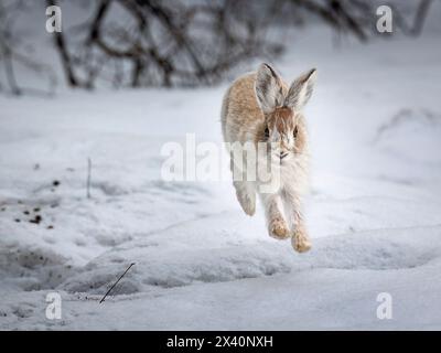 Un lièvre raquette (Lepus americanus) qui passe déjà du blanc hivernal au brun estival, borde la neige au début du printemps dans le centre-sud de l'Alaska Banque D'Images