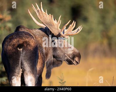 Gros plan portrait d'un orignal-taureau de l'Alaska (Alces alces gigas) en pause pendant le mois de septembre, ou la saison de reproduction. La saison dure quelques semaines... Banque D'Images
