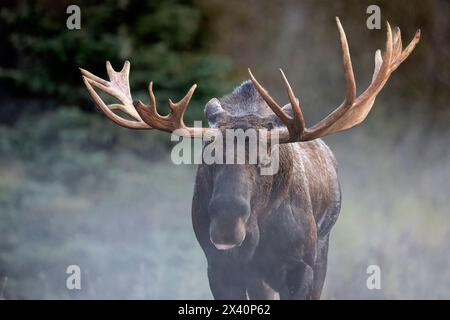 L'orignal à taureau (Alces alces) patate dans la brume d'une soirée fraîche du centre-sud de l'Alaska au cours de l'ornière de septembre, ou saison de reproduction. Les orignaux sont les... Banque D'Images