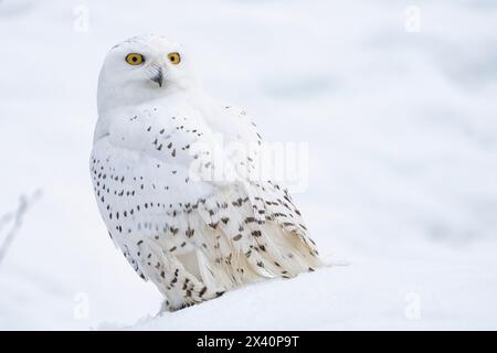 Chouette des neiges (Bubo scandiacus) assise dans la neige ; Churchill, Manitoba, Canada Banque D'Images