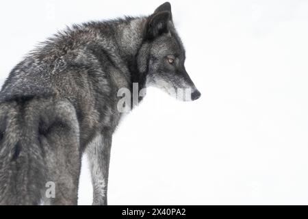 Gros plan d'un loup (Canis lupus) dans la nature faisant un contact visuel ; Haines Junction, Yukon, Canada Banque D'Images