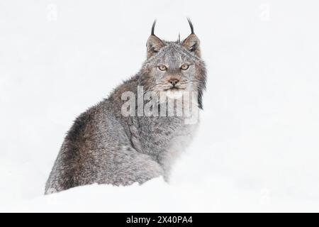 Gros plan portrait d'un Lynx canadien (Lynx canadensis) dans la neige ; Haines Junction, Yukon, Canada Banque D'Images