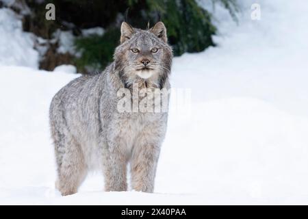 Gros plan portrait d'un Lynx canadien (Lynx canadensis) dans la neige ; Haines Junction, Yukon, Canada Banque D'Images