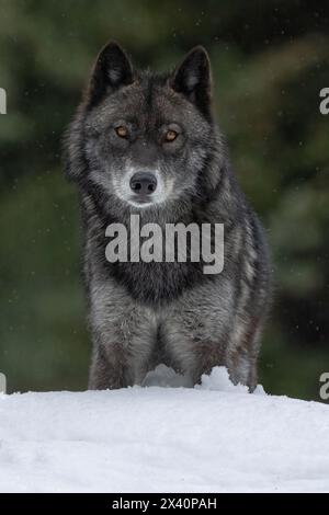 Gros plan d'un loup (Canis lupus) dans la nature faisant un contact visuel ; Haines Junction, Yukon, Canada Banque D'Images