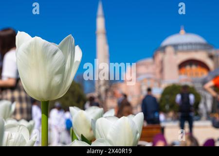 Tulipes blanches avec Hagia Sophia sur le fond. Istanbul dans la photo de fond du printemps. Banque D'Images